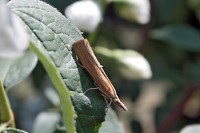 /album/apro-makro/mint-egy-elszaradt-level-jpg/